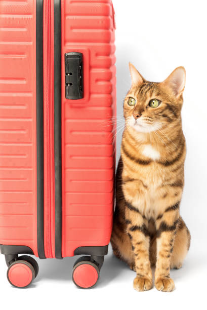 istock Bengal cat and a red suitcase on a white background. 1469781464