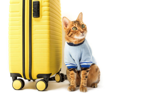 istock Bengal cat and yellow suitcase on a white background. 1469781468