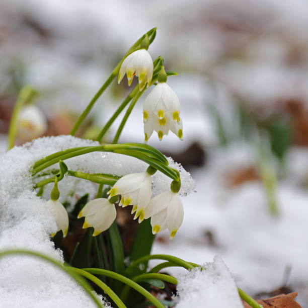 istock spring snowflake wildflowers in a forest 1469782306
