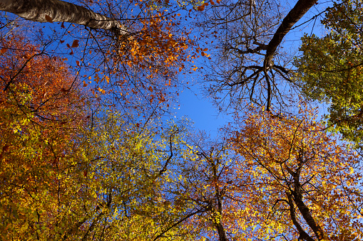 Bolu, Turkey-November 14, 2022: Bottom-up shot of yellowed-leaved trees in Yedigoller. The trees appear in front of the blue sky. Shot with Canon EOS R5.