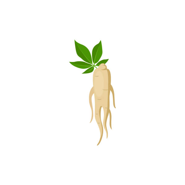 ilustrações de stock, clip art, desenhos animados e ícones de ginseng, panax ginseng - ginseng root herbal medicine panax