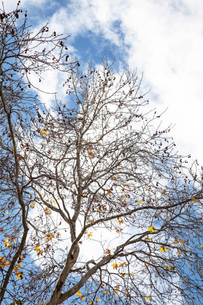 istock deciduous tree in the fall losing its dry yellow leaves under a blue sky with white clouds 1469783383