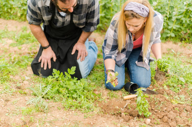 istock Man and woman kneeling while planting vegetables 1469783531