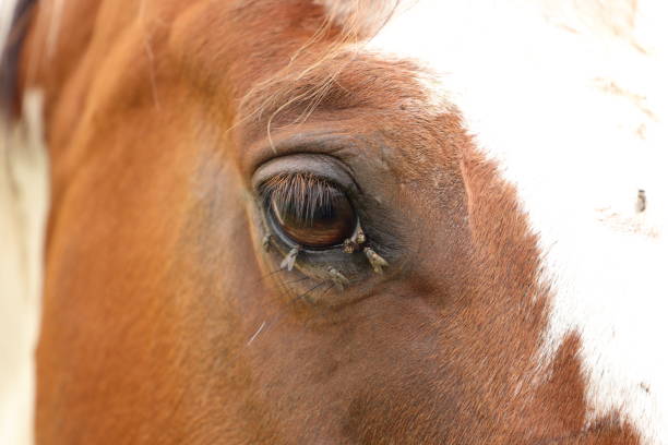 a horse's eye full of flies stock photo