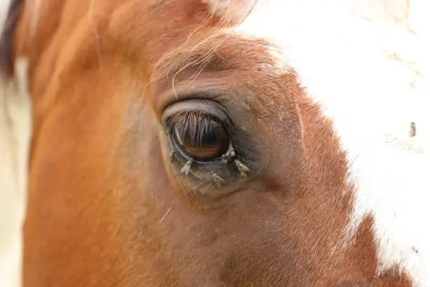 a horse's eye full of flies in summer