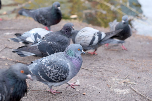 istock Wild urban birds on a freezing small lake 1469783634