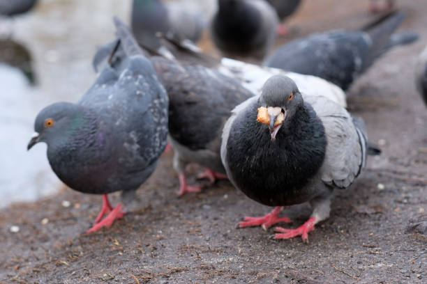 istock Wild urban birds on a freezing small lake 1469783699