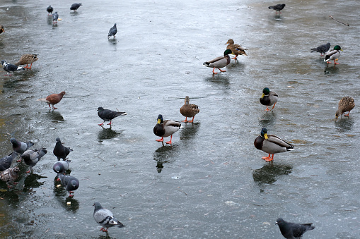 Wild urban birds on a freezing small lake feed shooting in the month of February