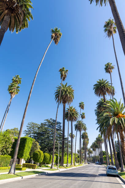 istock Beverly Hills street with tall palm trees 1469783757