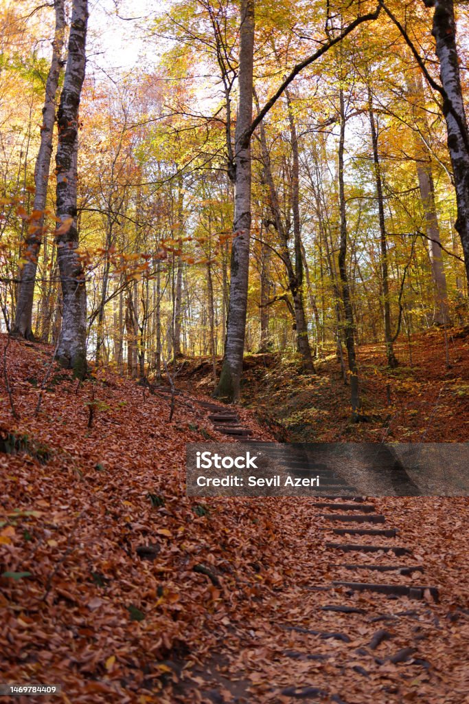 Wooden steps and fallen leaves under trees in Yedigoller Bolu, Turkey-November 14, 2022: Wooden steps and fallen leaves under trees in Yedigoller. Shot with Canon EOS R5. Autumn Stock Photo
