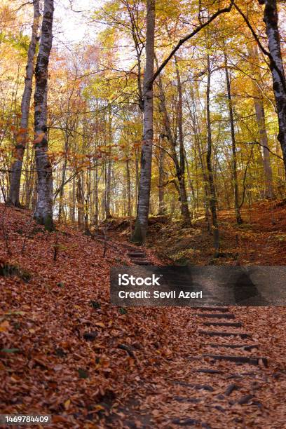 Wooden Steps And Fallen Leaves Under Trees In Yedigoller Stock Photo - Download Image Now
