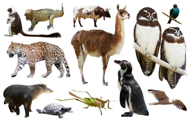 istock south america animals isolated 1469786659
