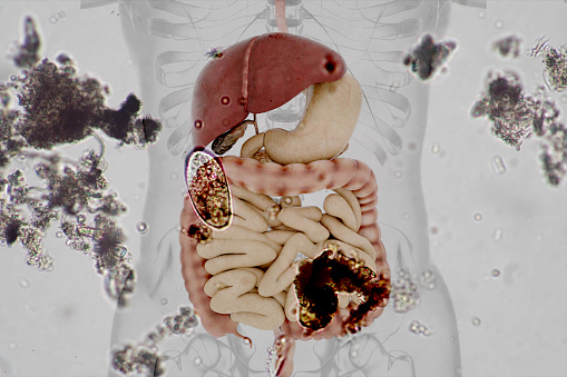 Colon anatomy on medical background. 3d illustration