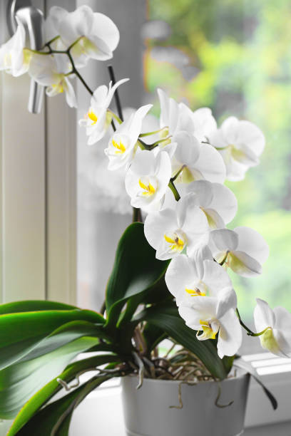 istock White orchid. Blooming white Phalaenopsis or moth orchid on the windowsill in the interior. 1469787464