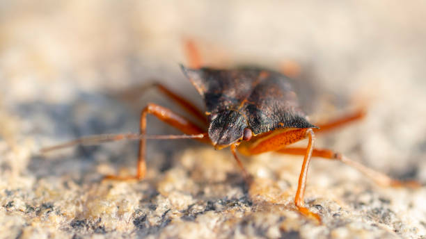 Portrait of a young stink bug resting on the sun. stock photo