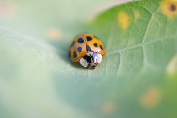 Ladybug beetle sitting on a leaf. stock photo