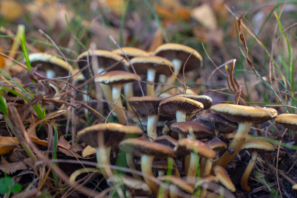 Family of mushrooms in dense grass. stock photo