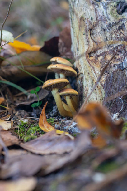 A family of mushrooms at the base of a tree in the autumn forest. stock photo