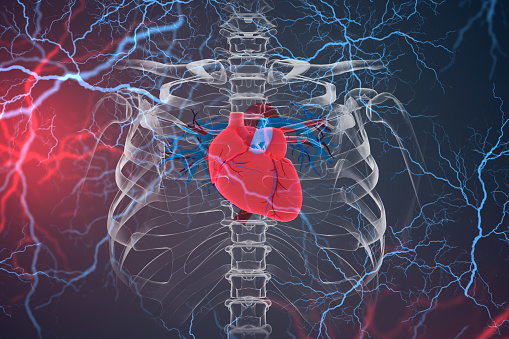 Red heart anatomy in 3D render CGI
