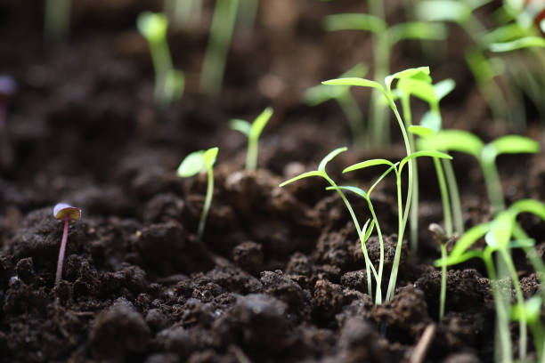 istock Close-up of small fresh green sprouts growing from fresh soil. 1469788277