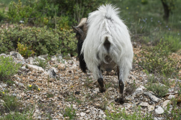 Rear end of a long haired goat