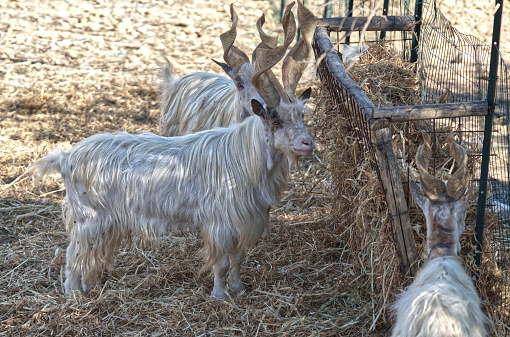 Two goats climbing on top of their pen, large horns, side view, blue sky