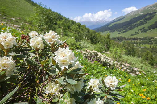 White flowers of Caucasian rhododendron evergreen shrub