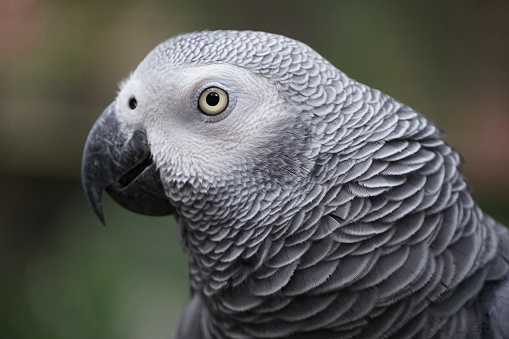 Portrait of an African Grey parrot on a black background seen from the side