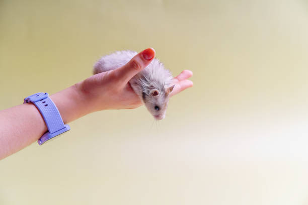 istock The hamster sits on his arm and looks down 1469791634