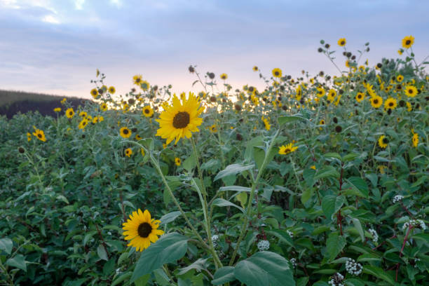 Sunflowers with sun setting in the background stock photo