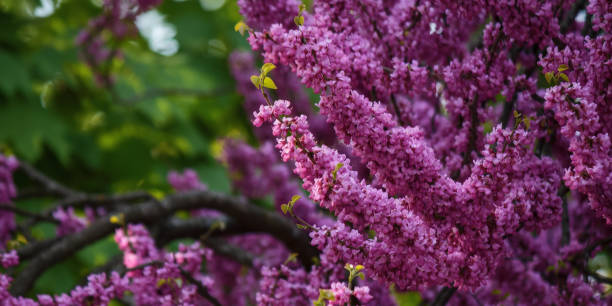 istock redbud tree blossom in the park 1469792785