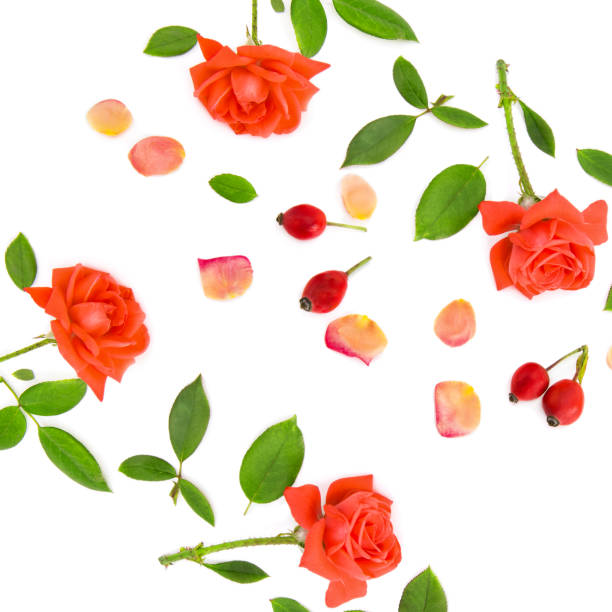 istock Flowers and rose petals isolated on a white background. 1469793748
