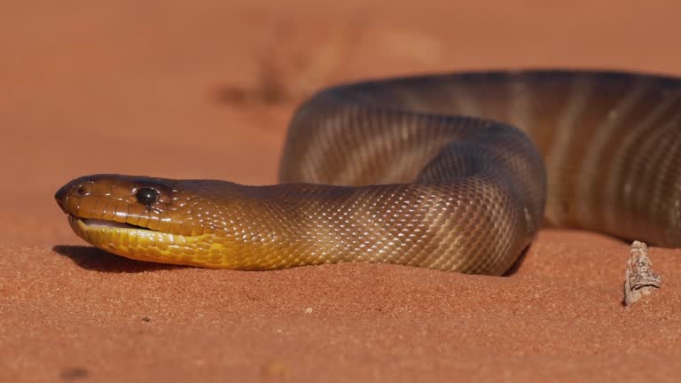 Sand Python Siege 1,200+ Snake Attack Stock Videos and Royalty-Free Footage - iStock