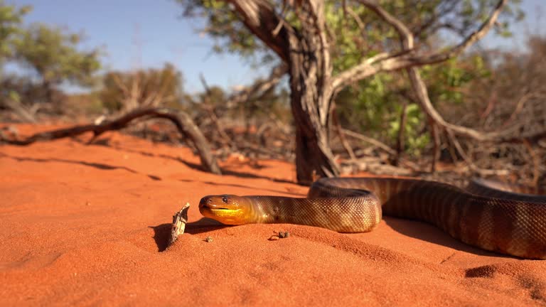 Woma python - Aspidites ramsayi also Ramsay's python, Sand python or Woma, snake on the sandy beach, endemic to Australia, brown and orange with darker striped or brindled markings