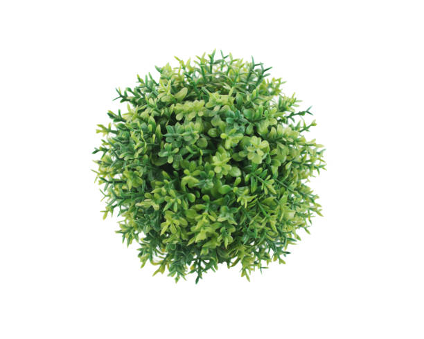 Decorative round plant isolated on white background