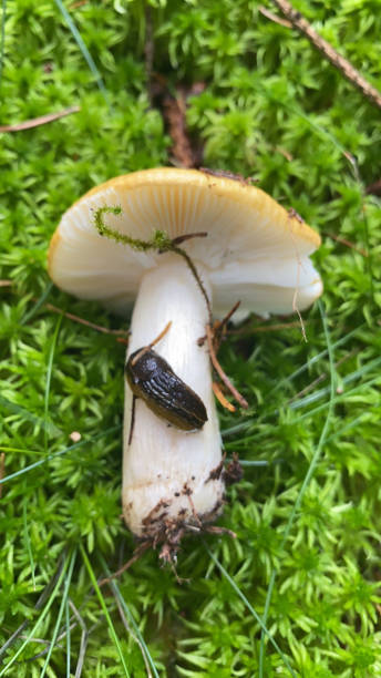 istock Fungus, slug, fungi 1469796200