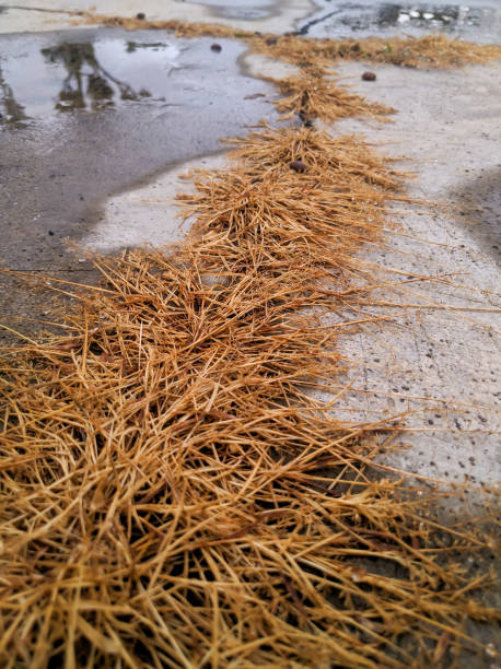 istock dry yellow grass wet with rain 1469796387