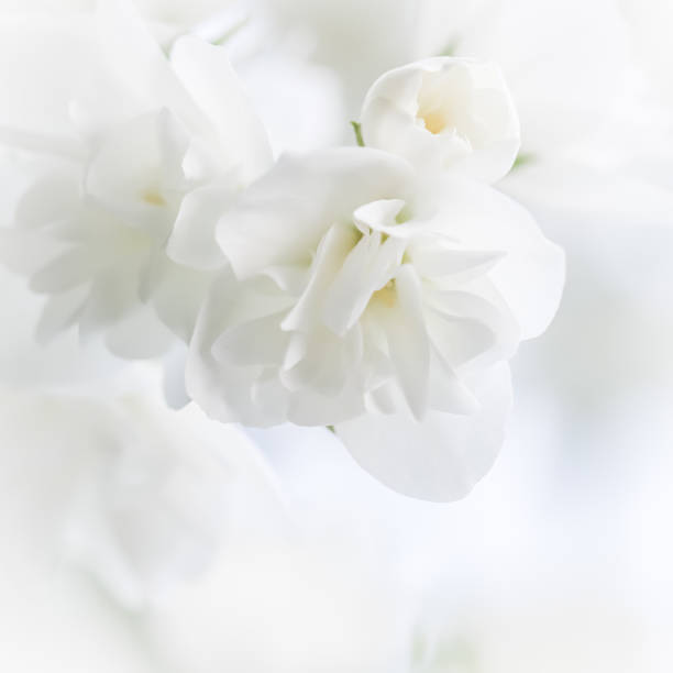 istock Abstract floral background, White terry Jasmine flower petals. Macro flowers backdrop for holiday brand design 1469796491