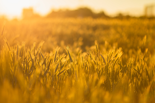 Wheat field. Ears of golden wheat in the evening