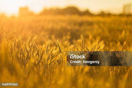 istock Wheat in the field at golden hour. Farm. Summer sunset. Farming 1469797562