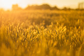 Wheat in the field at golden hour. Farm. Summer sunset. Farming