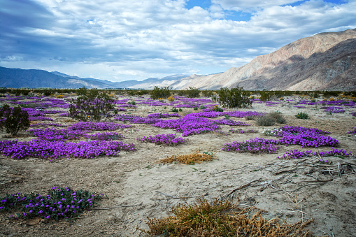 California desert purple poppy superbloom