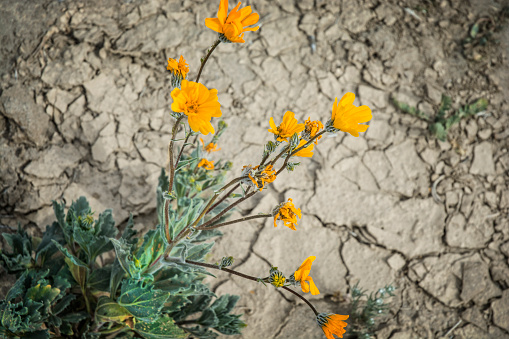 Golden Poppy Flowers In Dry Desert Dirt