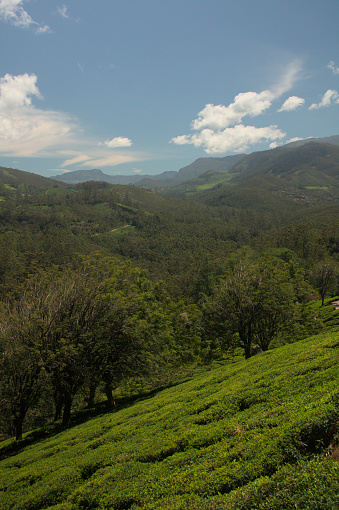 Photographs of tea plantations and hills of Munnar