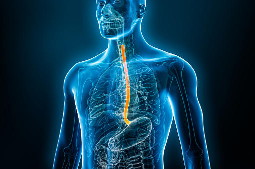 Xray front view of the esophagus or oesophagus 3D rendering illustration with male body. Human organ anatomy, esophagitis, digestive system, medical, biology, science, medicine, healthcare concepts.