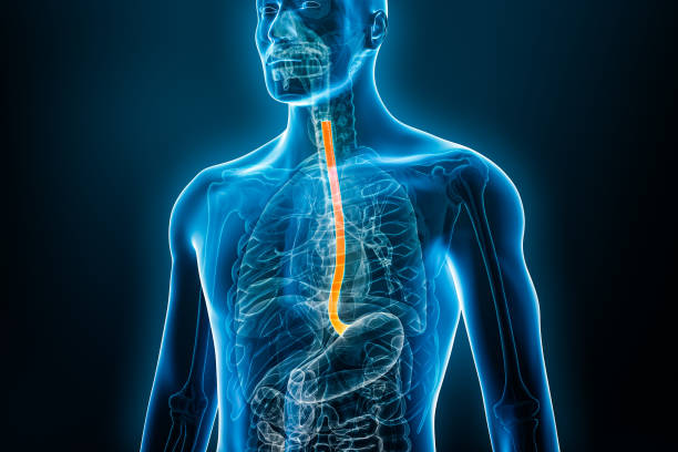 visão frontal de raios-x do esôfago ou esôfago 3d renderizando ilustração com corpo masculino. anatomia de órgãos humanos, esofagite, sistema digestivo, medicina, biologia, ciência, medicina, conceitos de saúde. - esofago - fotografias e filmes do acervo