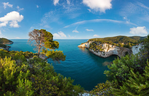 sommerabend architello (bogen) von san felice auf der halbinsel gargano in apulien, italien - europe pine tree sea adriatic sea stock-fotos und bilder