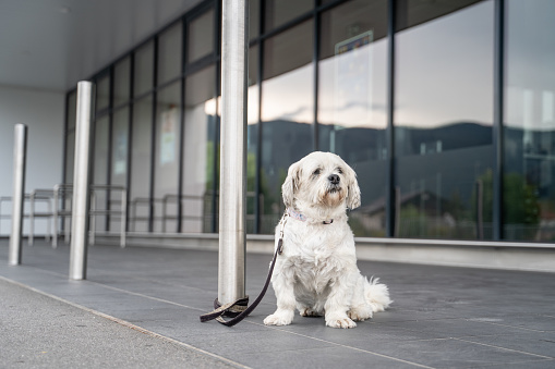 Shih-tzu dog waiting his owner at the store entrance