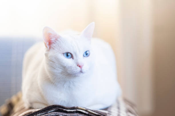 portrait of white cat with blue eyes