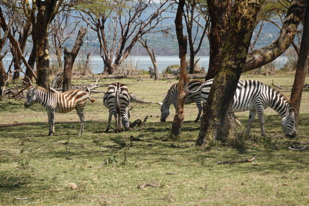 istock Kenya - Lake Naivasha - Crescent Island - Zebra 1469803687